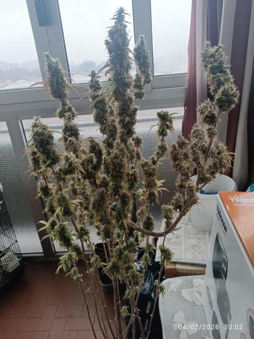 Runtz korngarden Shop. Week 10