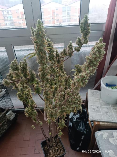 Runtz korngarden Shop. Week 10