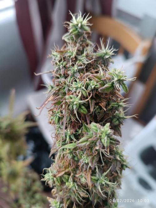 Runtz korngarden Shop. Week 10