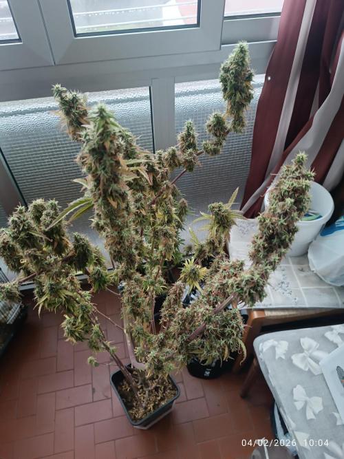 Runtz korngarden Shop. Week 10