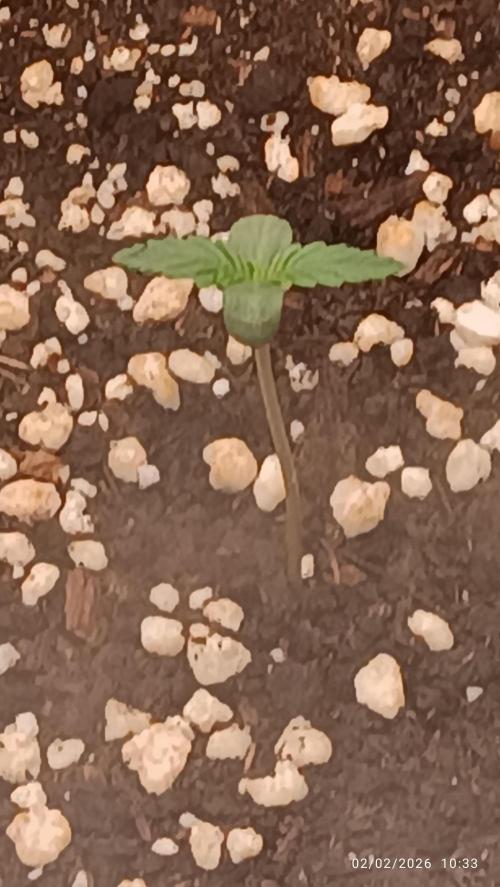 Forbidden runtz auto. Week 0