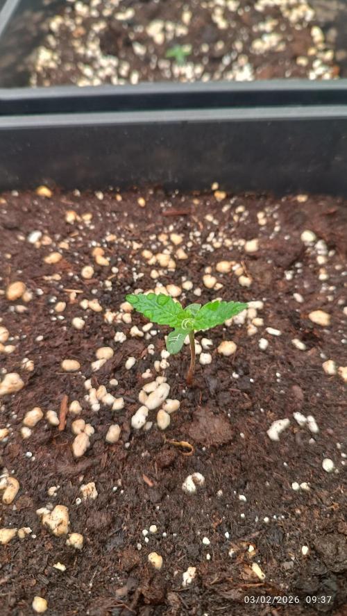 Forbidden runtz auto. Week 0