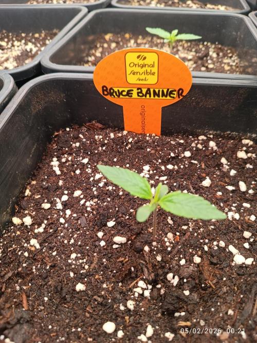 Forbidden runtz auto. Week 1