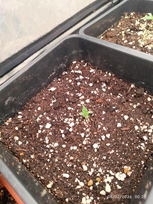 Forbidden runtz auto. Week 1