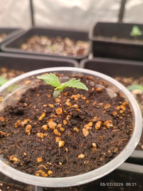 Forbidden runtz auto. Week 1