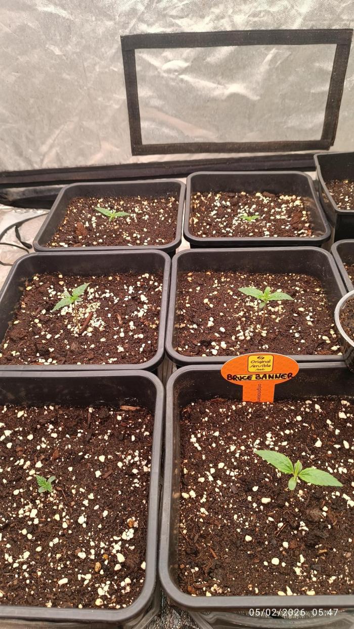 Grape Ape auto. Week 0