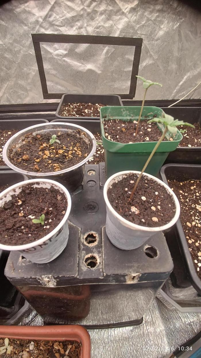 incredibile Hulk. Week 0