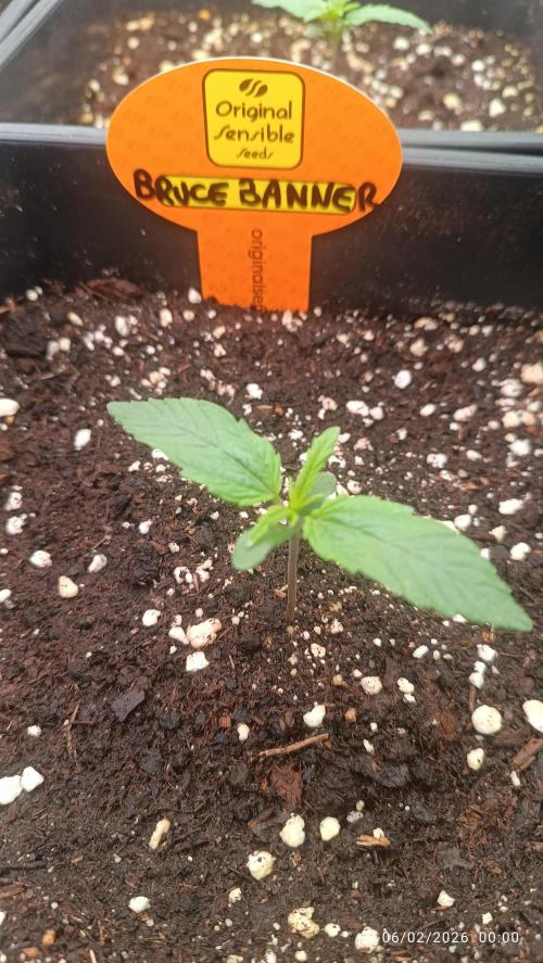 incredibile Hulk. Week 1