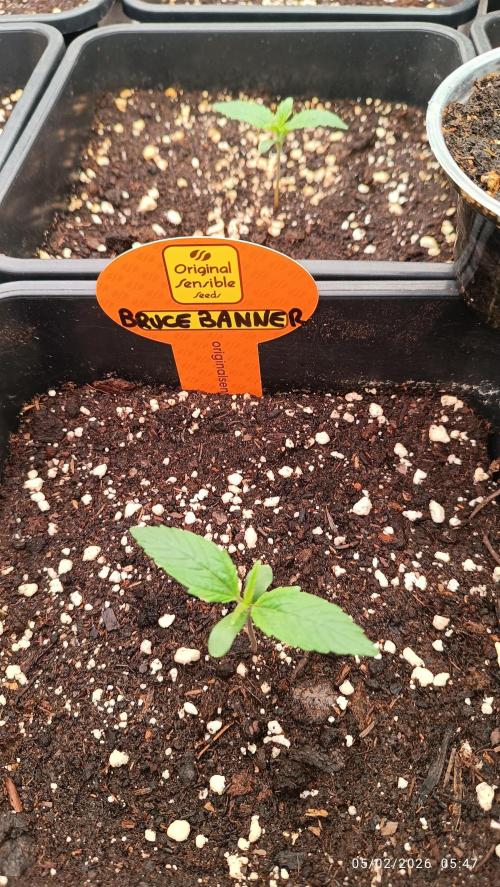 incredibile Hulk. Week 1