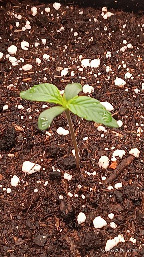 incredibile Hulk. Week 1