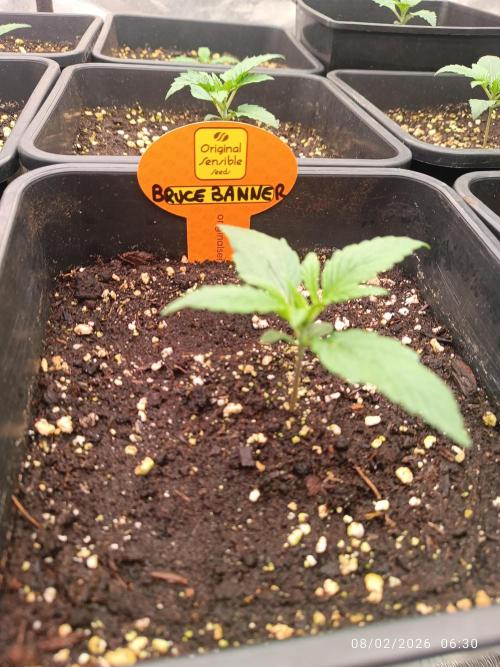 incredibile Hulk. Week 1