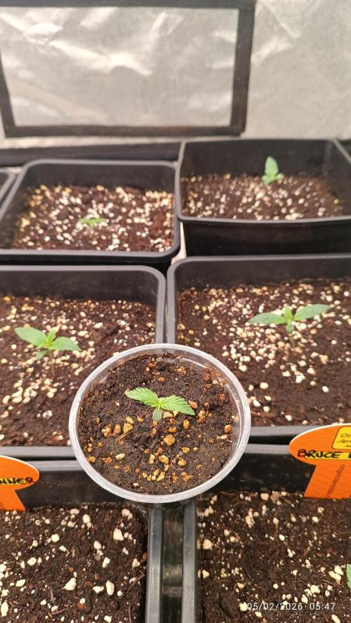 Grape Ape auto. Week 1