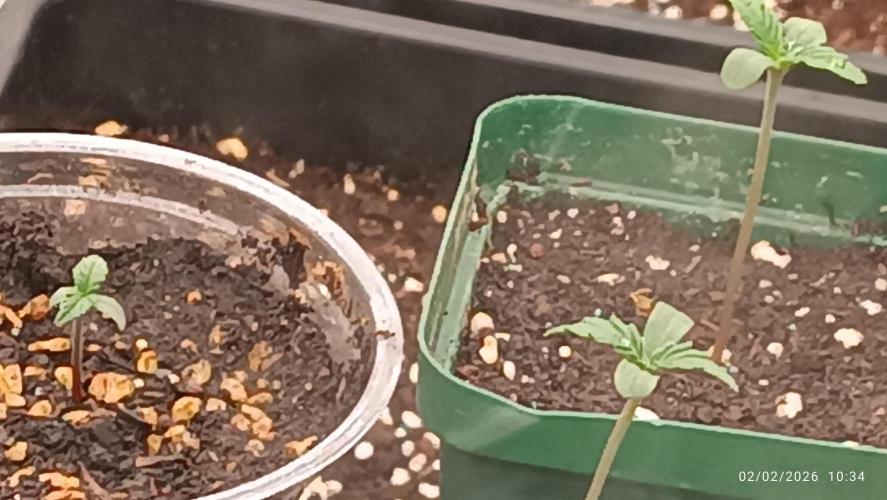 Grape Ape auto. Week 1