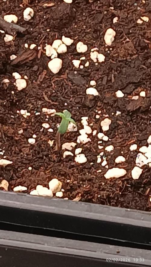 Grape Ape auto. Week 1