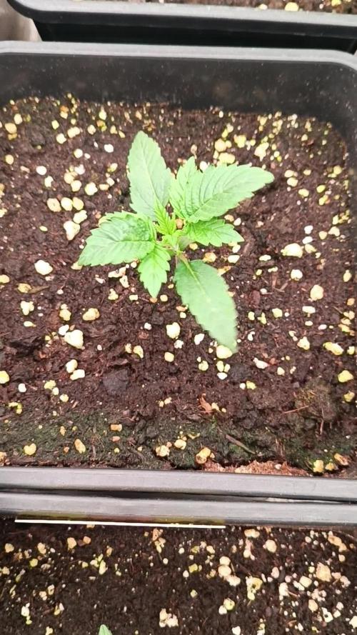 Forbidden runtz auto