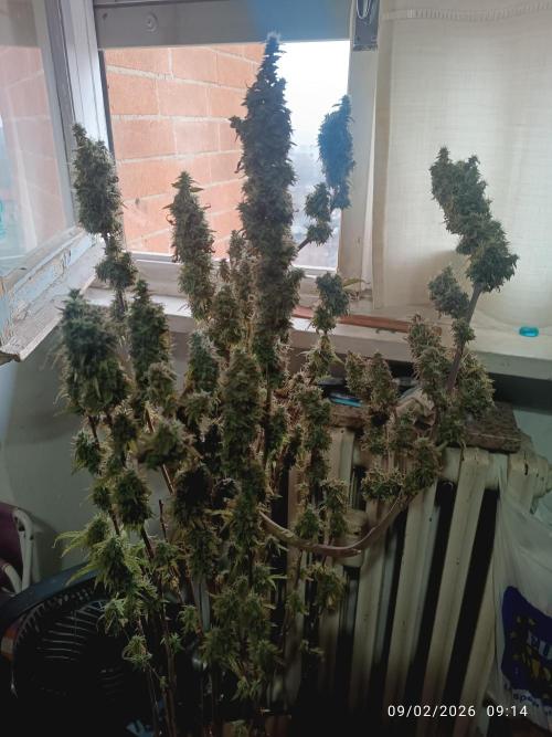 Runtz korngarden Shop. Week 11