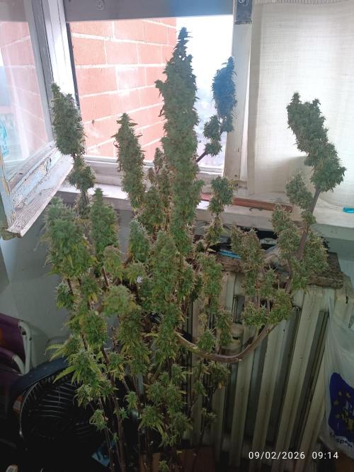 Runtz korngarden Shop. Week 11