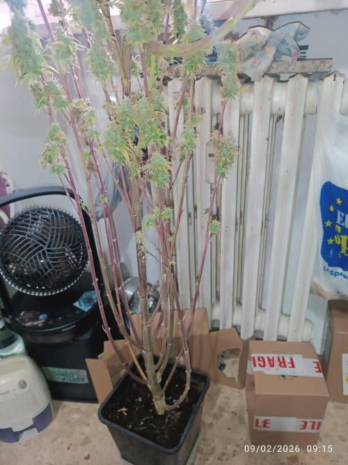 Runtz korngarden Shop. Week 11