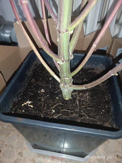 Runtz korngarden Shop. Week 11