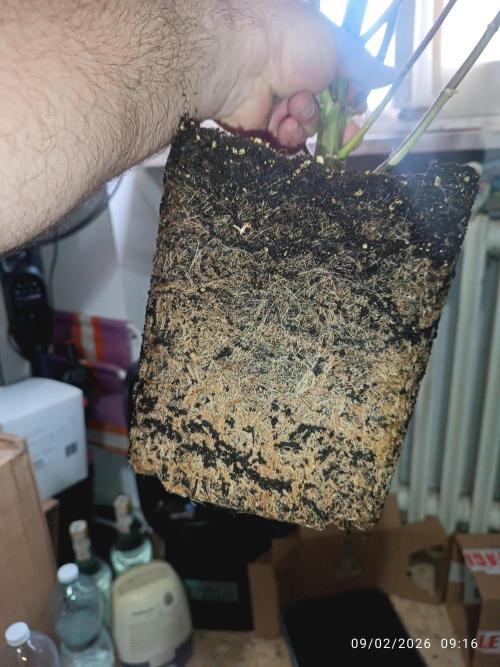 Runtz korngarden Shop. Week 11 - bel panetto di radici.... 