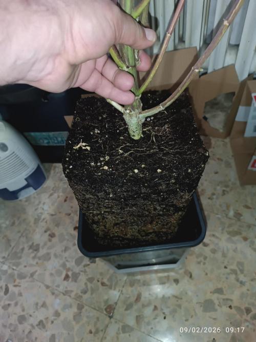 Runtz korngarden Shop. Week 11