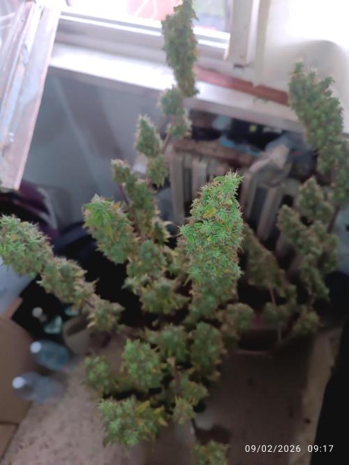 Runtz korngarden Shop. Week 11