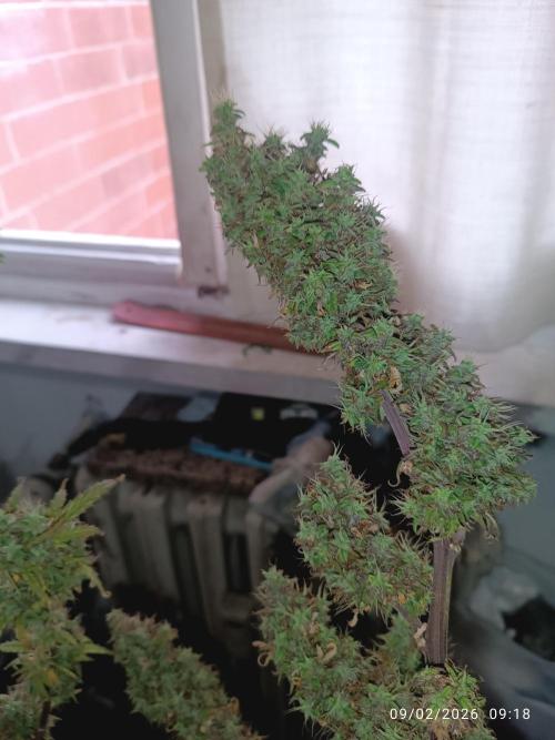 Runtz korngarden Shop. Week 11