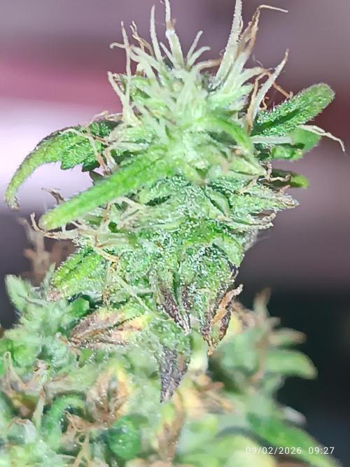 Runtz korngarden Shop. Week 11