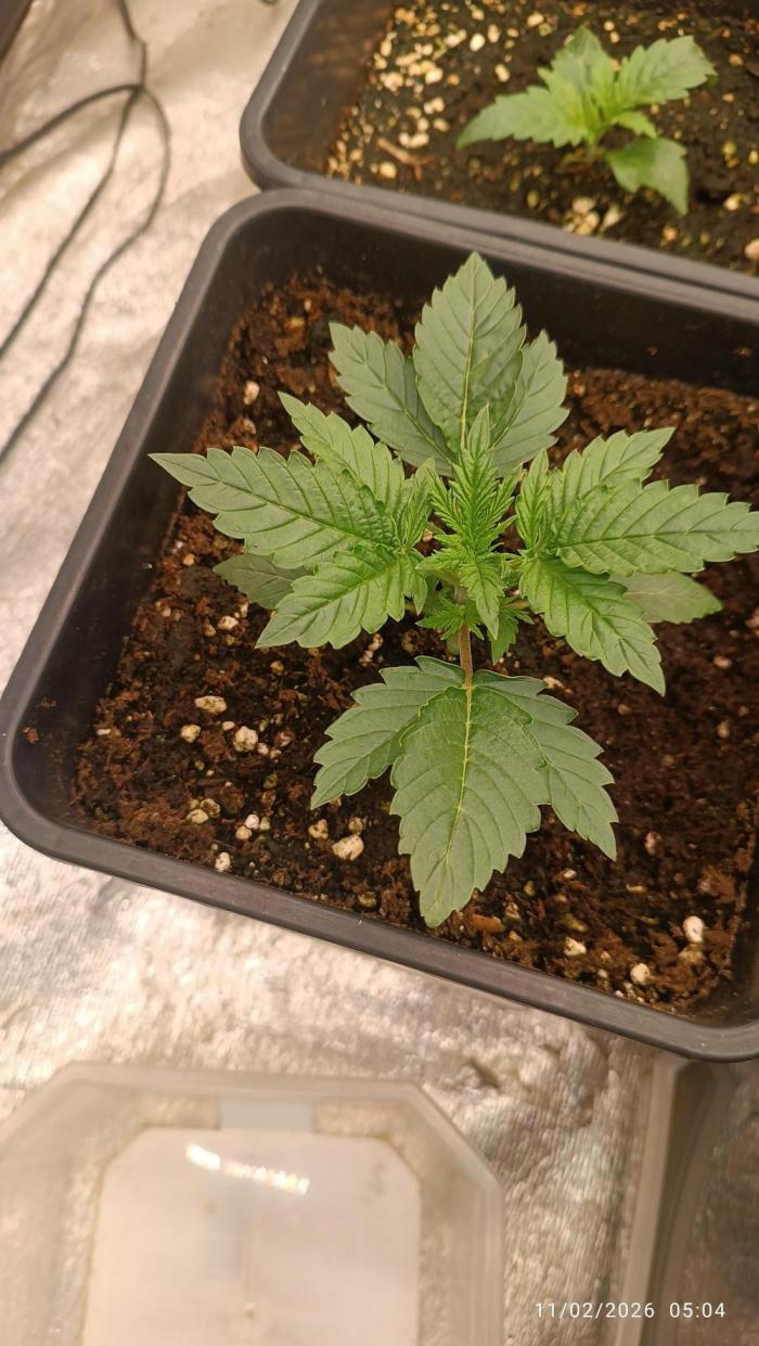 incredibile Hulk. Week 2