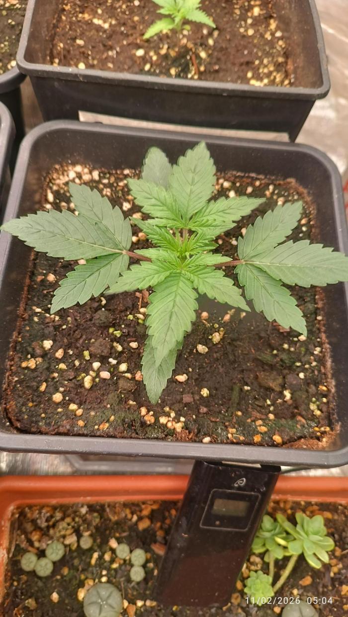 Grape Ape auto. Week 2