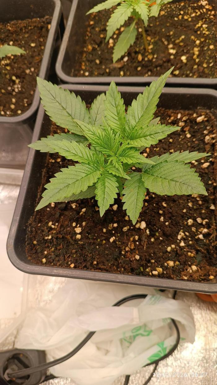 Forbidden runtz auto. Week 2