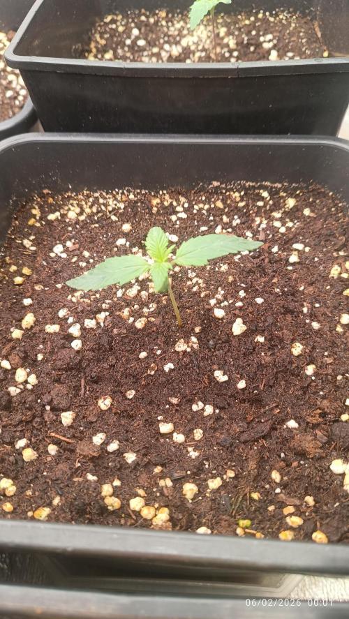 Creamzilla auto. Week 1