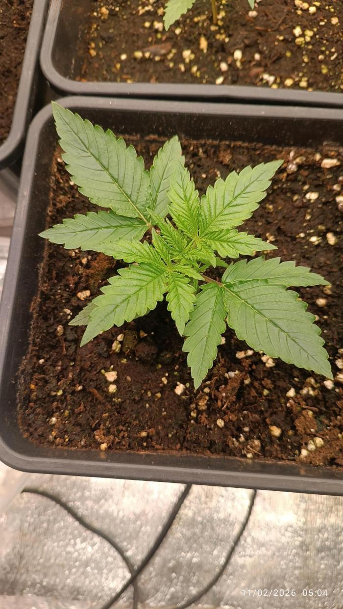 Creamzilla auto. Week 2