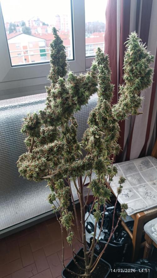 Runtz korngarden Shop. Week 12