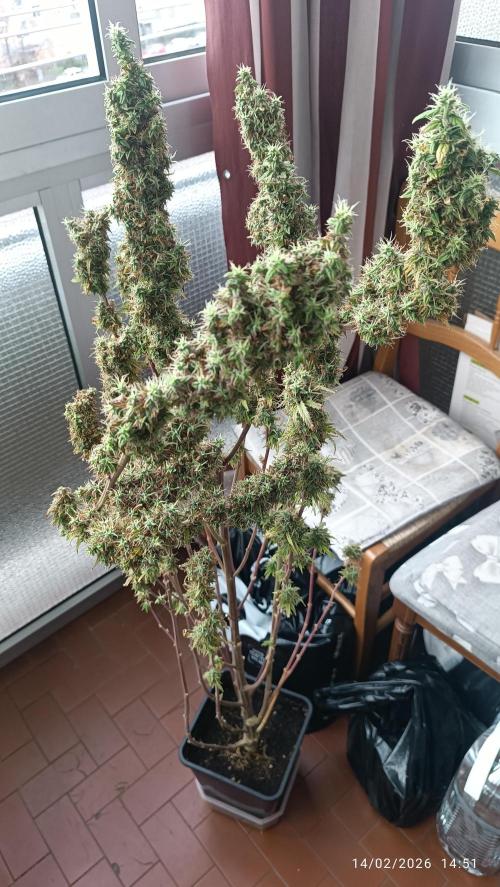 Runtz korngarden Shop. Week 12