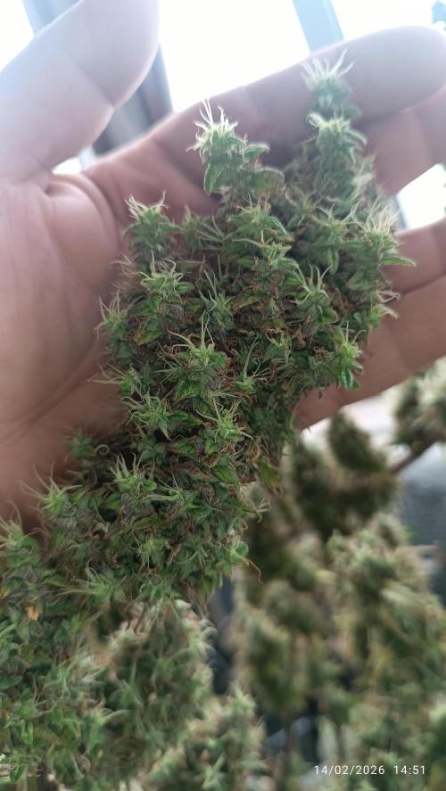 Runtz korngarden Shop. Week 12