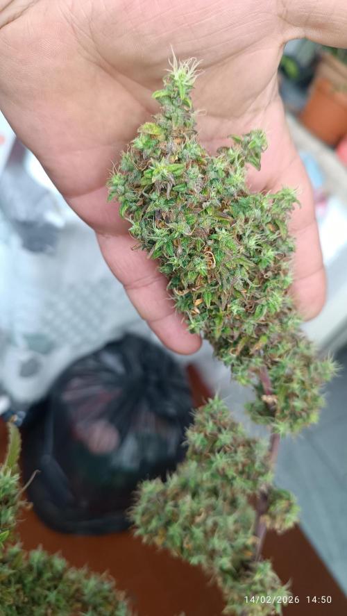 Runtz korngarden Shop. Week 12