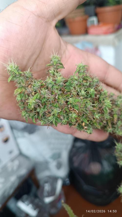 Runtz korngarden Shop. Week 12