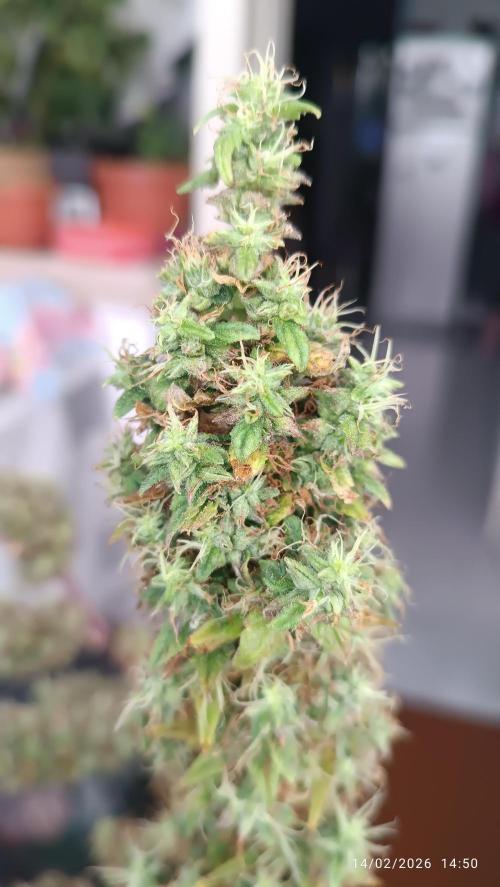 Runtz korngarden Shop. Week 12