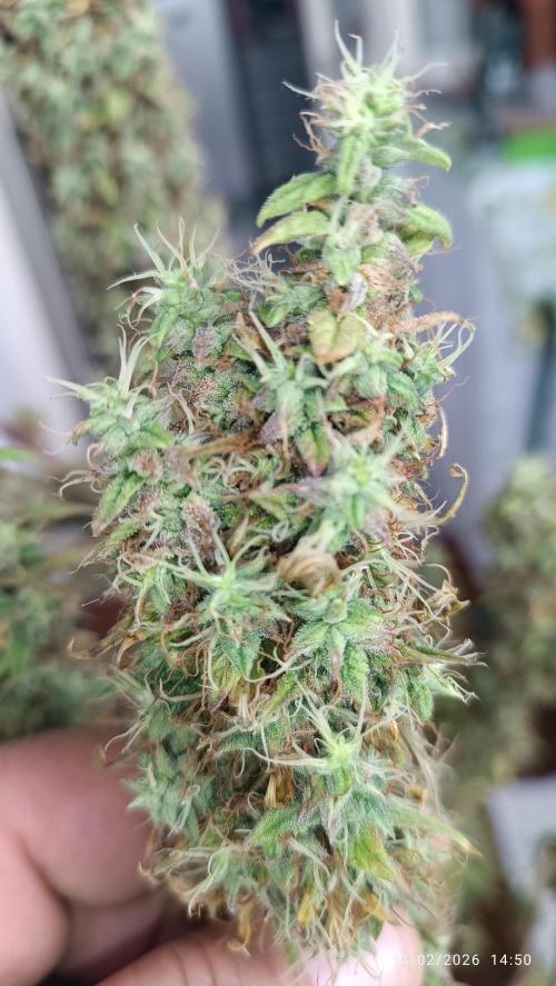 Runtz korngarden Shop. Week 12