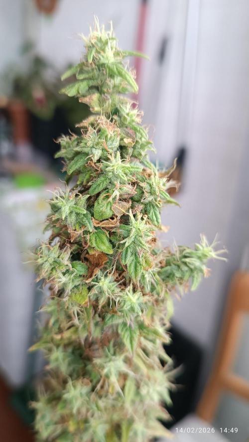 Runtz korngarden Shop. Week 12