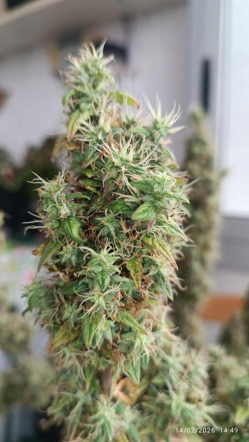 Runtz korngarden Shop. Week 12