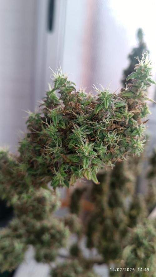 Runtz korngarden Shop. Week 12