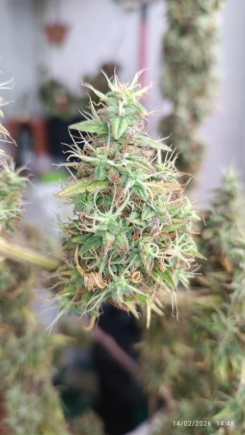 Runtz korngarden Shop. Week 12