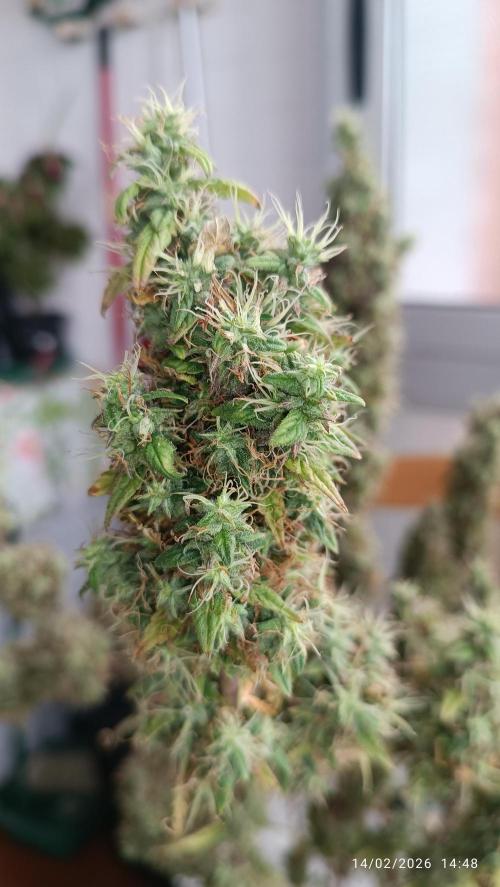 Runtz korngarden Shop. Week 12