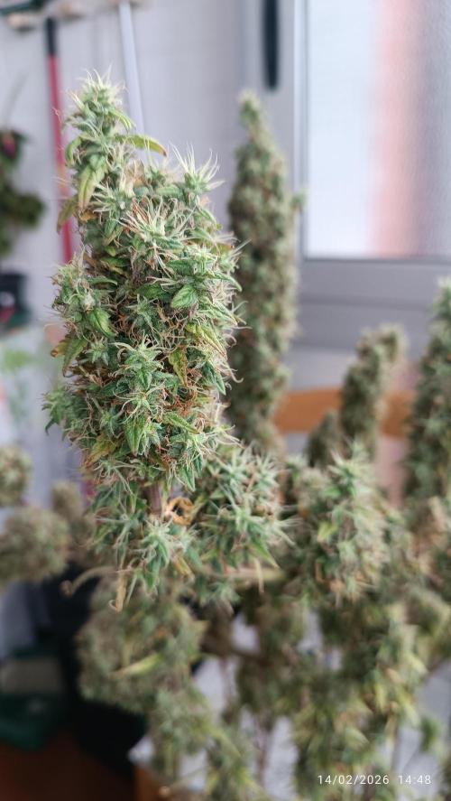 Runtz korngarden Shop. Week 12