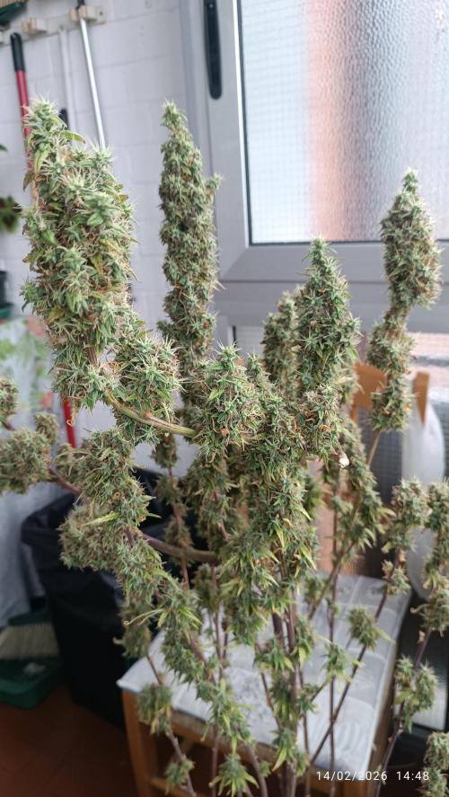 Runtz korngarden Shop. Week 12