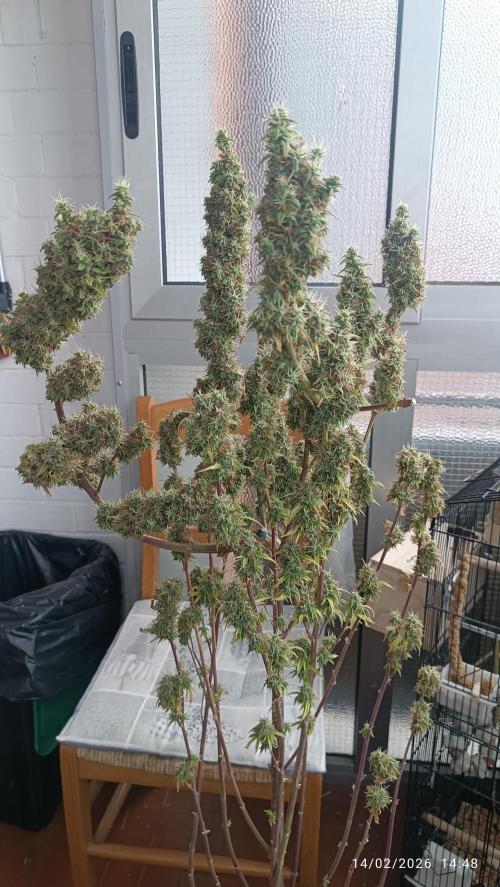 Runtz korngarden Shop. Week 12