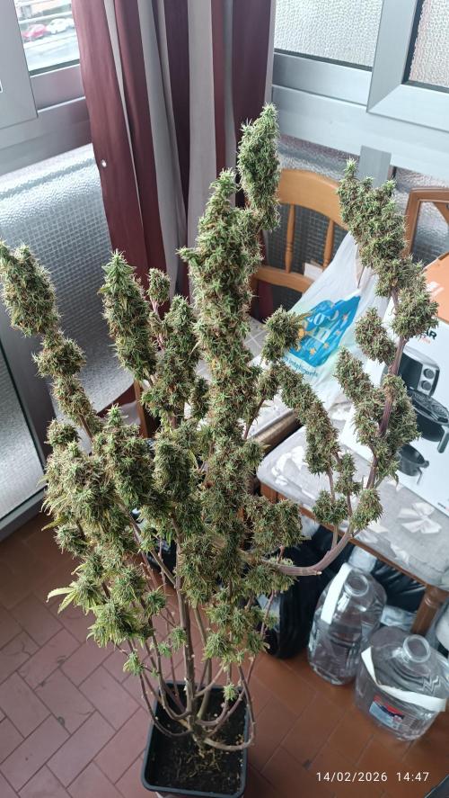 Runtz korngarden Shop. Week 12