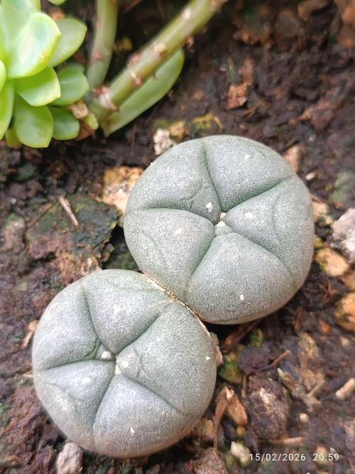 Prova nuova terapia CREAMZILLA. Week 10